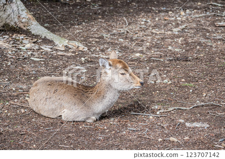 Deer, Sika deer, Nara Park, Nara City Deer, Sika deer, Nara Park, Nara City 123707142