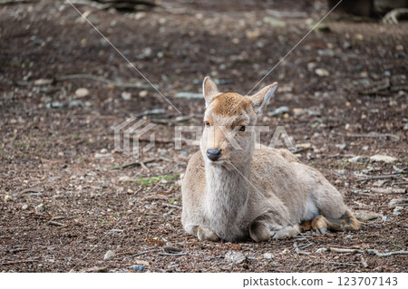Deer, Sika deer, Nara Park, Nara City 123707143