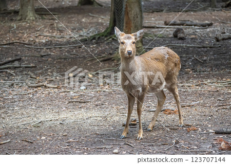 鹿，梅花鹿，奈良公園，奈良市 123707144