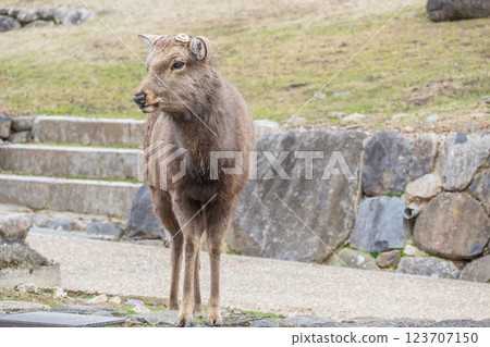 Male deer at the foot of Mount Wakakusa, Nara Park, Nara City Male deer at the foot of Mount Wakakusa, Nara Park, Nara City 123707150