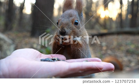 Cute rodent eating food from hand of young girl at forest. Wild fluffy squirrel taking sunflower seeds from female arm and gnawing it. Woman feeding hungry small sciurus against sunset at background Cute rodent eating food from hand of young girl at forest. Wild fluffy squirrel taking sunflower seeds from female arm and gnawing it. Woman feeding hungry small sciurus against sunset at background 123707258
