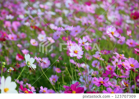 Cosmos flowers in full bloom 123707309