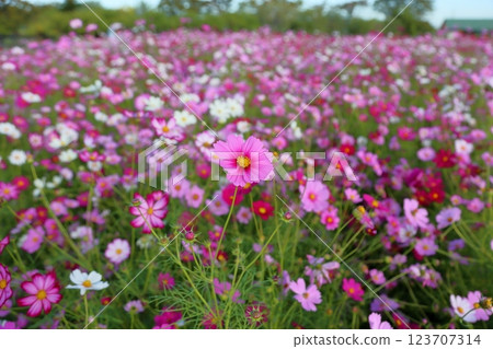 Cosmos in full bloom Cosmos in full bloom 123707314