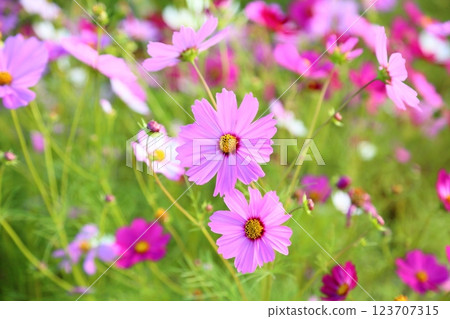 Cosmos flowers in full bloom 123707315