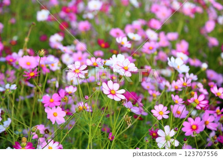 Cosmos flowers in full bloom 123707556