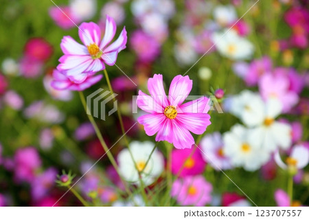 盛開的波斯菊 123707557