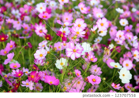 Cosmos flowers in full bloom 123707558