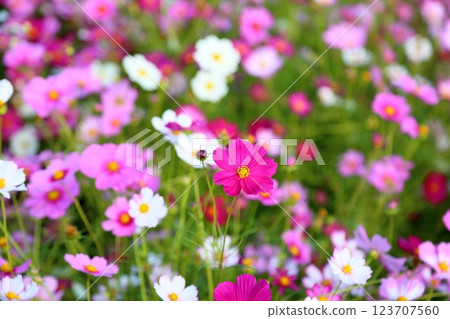 盛開的波斯菊 盛開的波斯菊 123707560