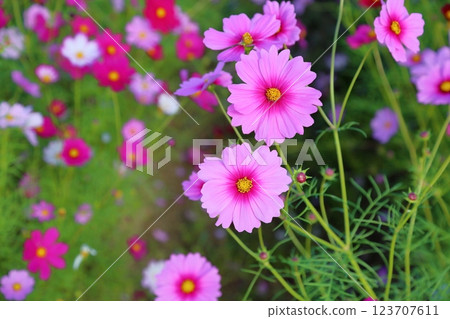 盛開的波斯菊 123707611