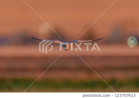 一條雄性灰鯉沐浴著清晨的陽光，悠閒地飛翔。 123707613