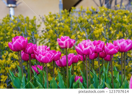 Early-blooming pink tulips at their best Early-blooming pink tulips at their best 123707614