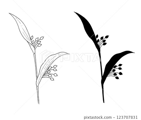 珍珠大麥的線條和輪廓插圖 123707831