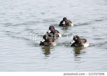 A flock of Tufted Ducks wading through a river A flock of Tufted Ducks wading through a river 123707896
