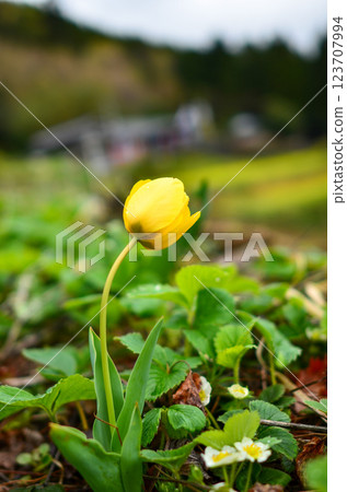Yellow tulip 123707994
