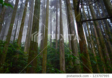 The trees  123707995