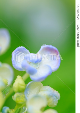Image of hydrangea blooming in the rainy season Image of hydrangea blooming in the rainy season 123708070