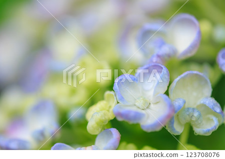Image of hydrangea blooming in the rainy season 123708076
