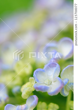 Image of hydrangea blooming in the rainy season 123708077