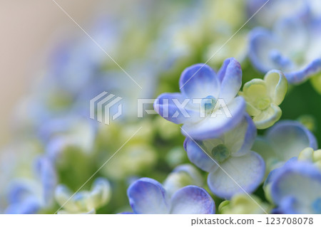 Image of hydrangea blooming in the rainy season 123708078