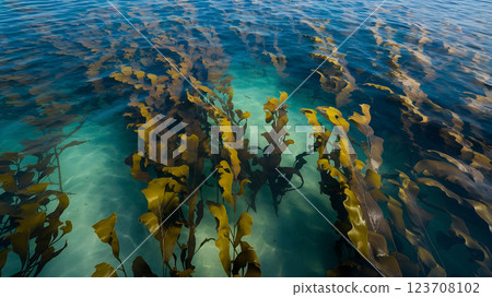 Top-Down Aerial View of a Dense Kelp Forest in Clear Ocean Water 123708102