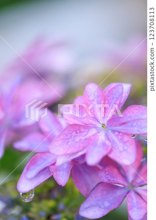 Image of hydrangea blooming in the rainy season Image of hydrangea blooming in the rainy season 123708113