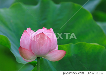 荷花盛開的池塘風景 123708132