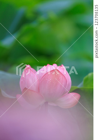 Scenery of a pond with blooming lotus flowers 123708135