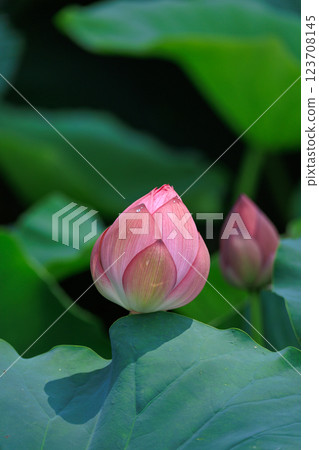 Scenery of a pond with blooming lotus flowers 123708145