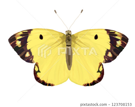 Colias erate Colias erate 123708153