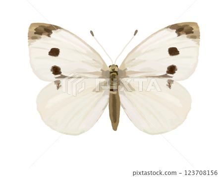 Cabbage White Butterfly (Winged) Specimen 123708156