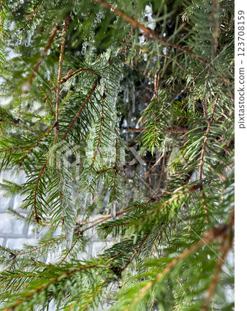 Close up of evergreen tree branches 123708159