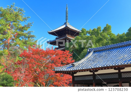 [Kyoto Prefecture] Ninna-ji Temple's five-story pagoda in autumn 123708230