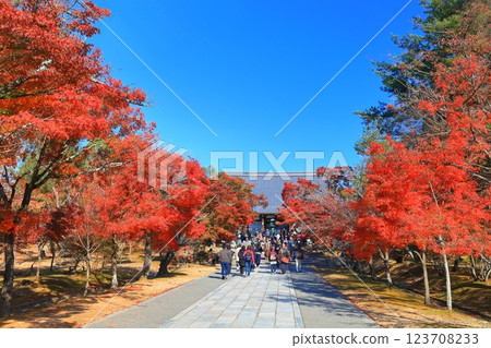 [Kyoto Prefecture] Autumn leaves at the main hall of Ninna-ji Temple 123708233