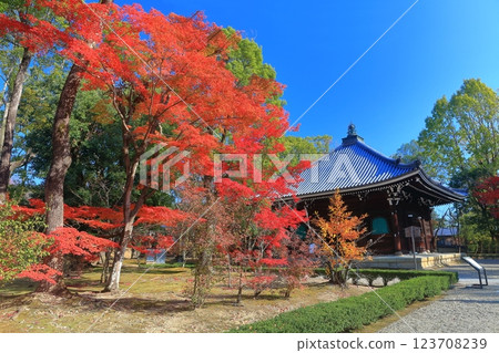 [Kyoto Prefecture] Autumn leaves at Ninna-ji Temple's scripture repository 123708239