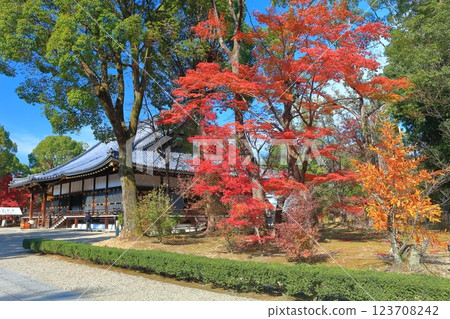 [京都府] 仁和寺本殿的紅葉 123708242