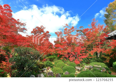 [Kyoto Prefecture] Autumn leaves in the courtyard of Genko-an 123708255