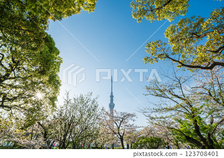 Spring scenery of Sumida Park in Tokyo 123708401