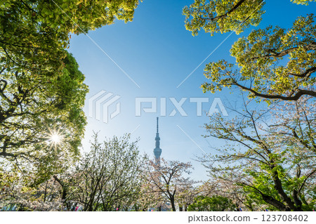 Spring scenery of Sumida Park in Tokyo 123708402