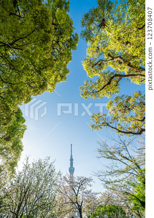 東京隅田公園的春天風景 123708407