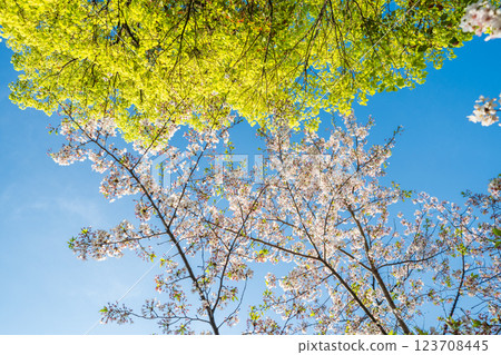 Spring scenery of Sumida Park in Tokyo 123708445