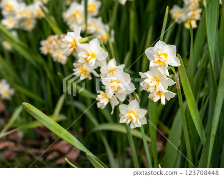 Double-flowered daffodil (daffodil) 123708448