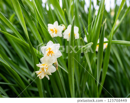 雙花水仙花(水仙花) 雙花水仙花(水仙花) 123708449