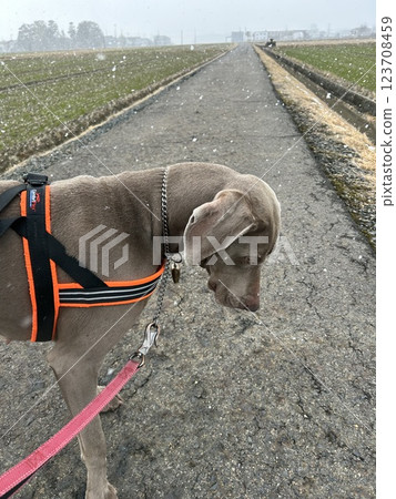 威馬 威馬 123708459