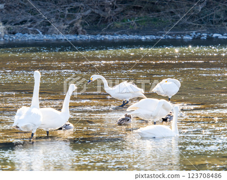 Graceful and beautiful swans wintering on the Arakawa River in the Tokyo metropolitan area 123708486