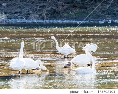 Graceful and beautiful swans wintering on the Arakawa River in the Tokyo metropolitan area 123708503