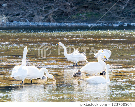 Graceful and beautiful swans wintering on the Arakawa River in the Tokyo metropolitan area 123708504