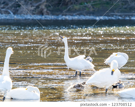 Graceful and beautiful swans wintering on the Arakawa River in the Tokyo metropolitan area Graceful and beautiful swans wintering on the Arakawa River in the Tokyo metropolitan area 123708512