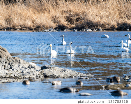 東京都荒川上過冬的優雅美麗的天鵝 123708516