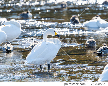東京都荒川上過冬的優雅美麗的天鵝 123708534