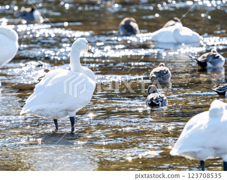 Graceful and beautiful swans wintering on the Arakawa River in the Tokyo metropolitan area Graceful and beautiful swans wintering on the Arakawa River in the Tokyo metropolitan area 123708535